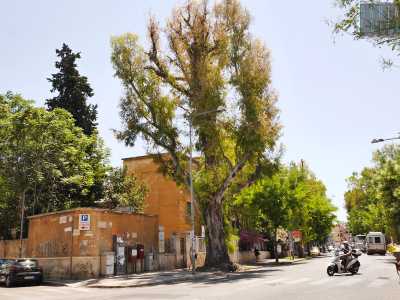 ...compreso il �guardiano� situato di fronte all�ex Centrale del Latte